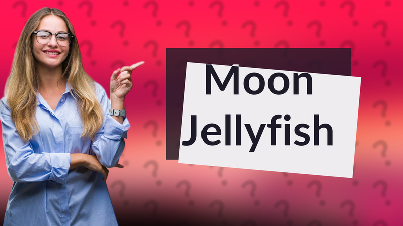 Moon Jellyfish