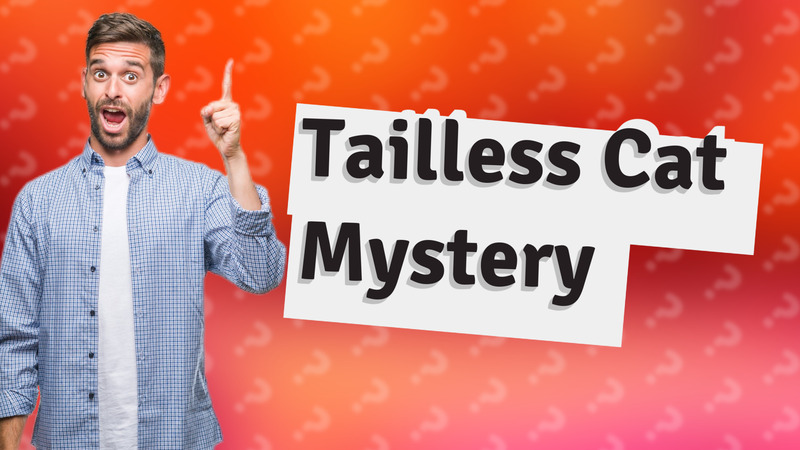 Tailless Cat Mystery