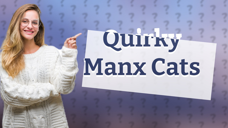 Quirky Manx Cats