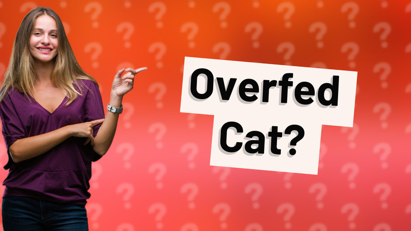 Overfed Cat?