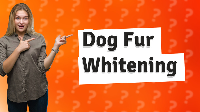 Dog Fur Whitening