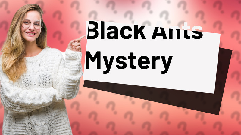 Black Ants Mystery