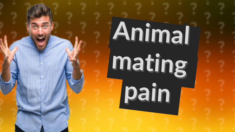 Animal mating pain