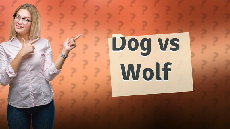 Dog vs Wolf