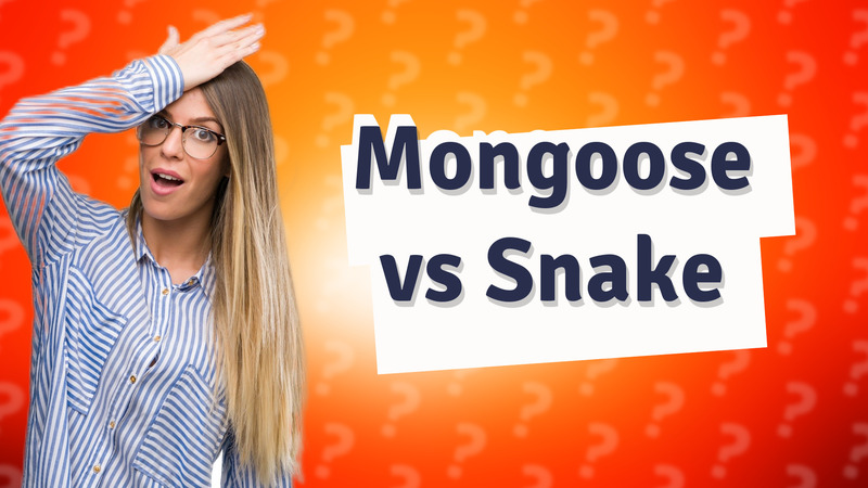 Mongoose vs Snake