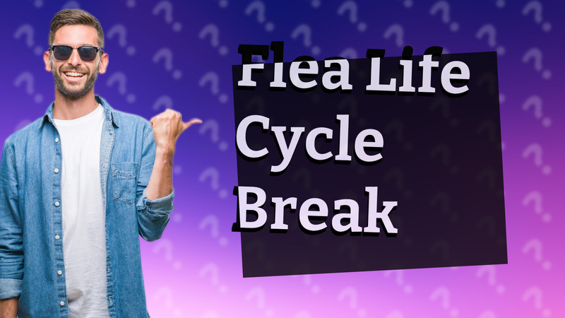 Flea Life Cycle Break