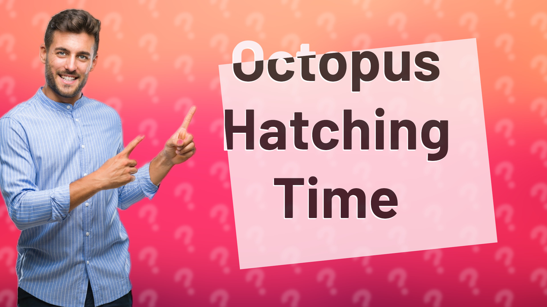Octopus Hatching Time