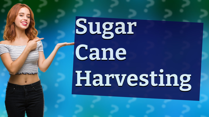 Sugar Cane Harvesting