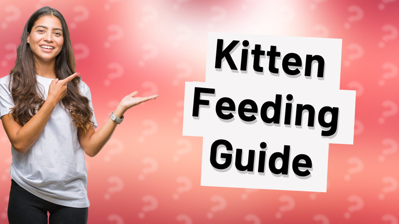 Kitten Feeding Guide