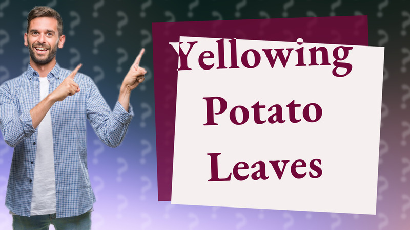 Yellowing Potato Leaves