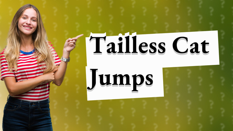 Tailless Cat Jumps