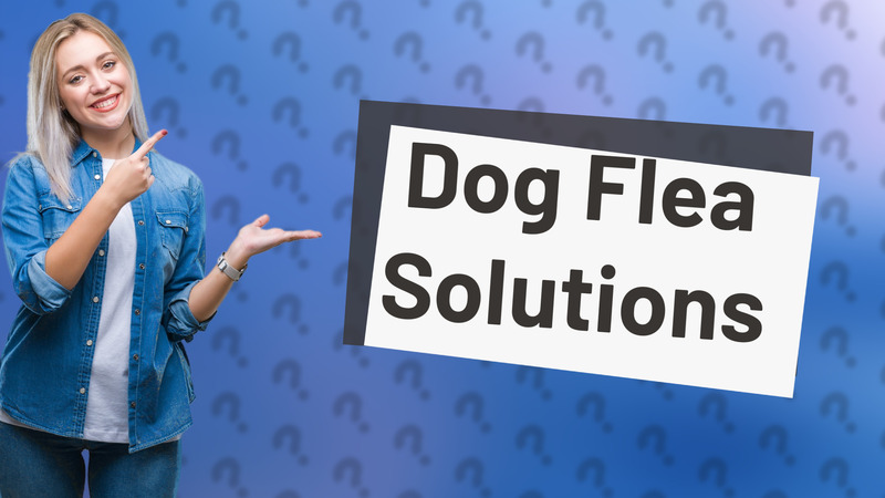 Dog Flea Solutions