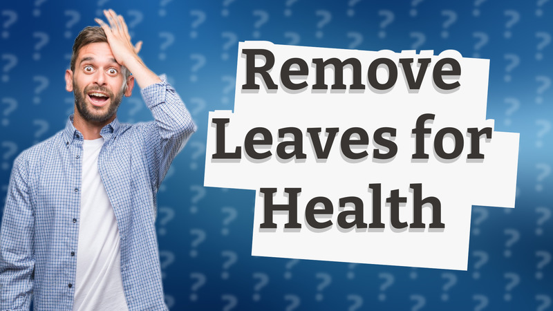 Remove Leaves for Health