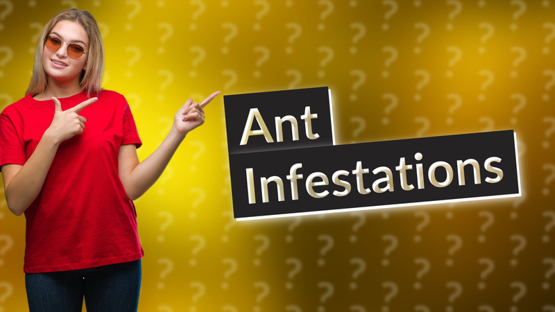 Ant Infestations