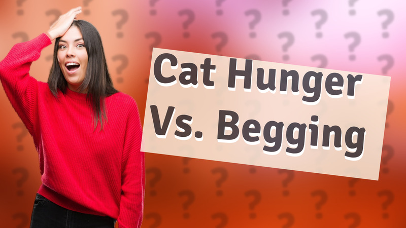 Cat Hunger Vs. Begging