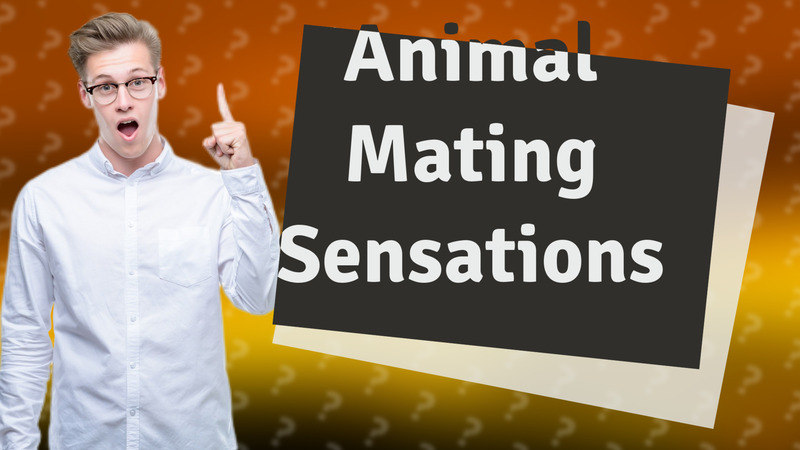 Animal Mating Sensations