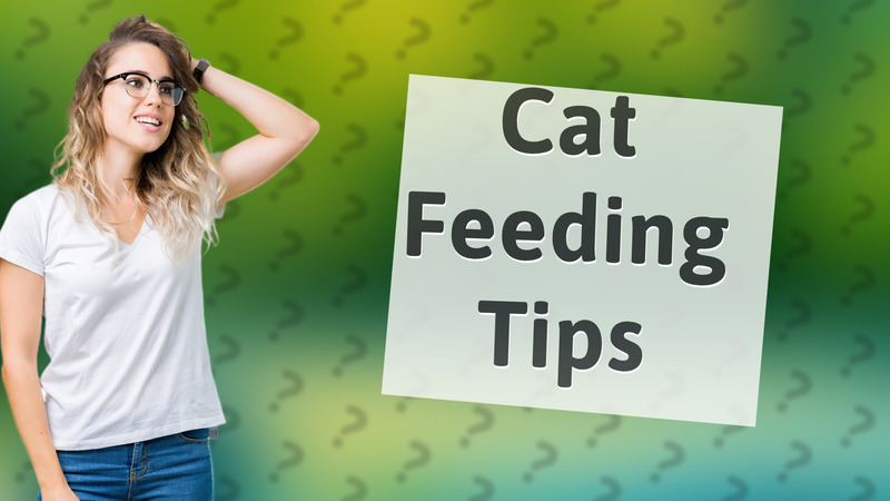 Cat Feeding Tips