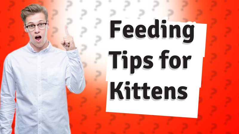 Feeding Tips for Kittens