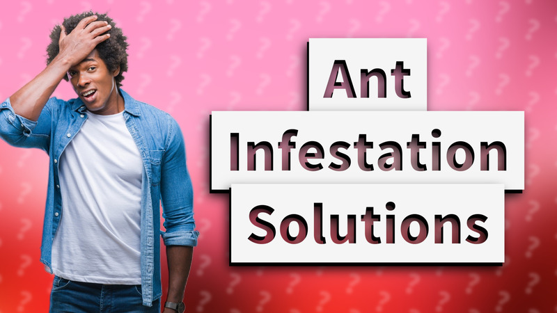 Ant Infestation Solutions