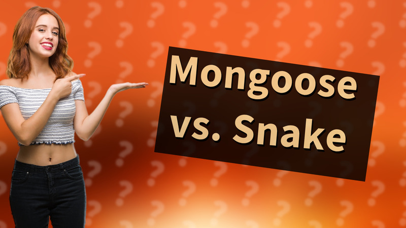 Mongoose vs. Snake