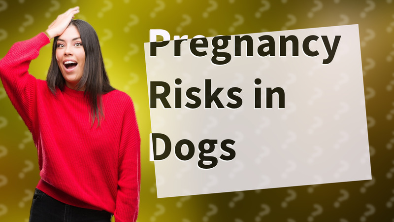 Pregnancy Risks in Dogs