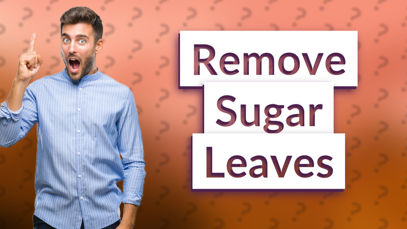 Remove Sugar Leaves