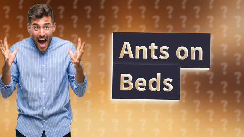 Ants on Beds