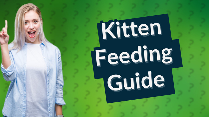 Kitten Feeding Guide