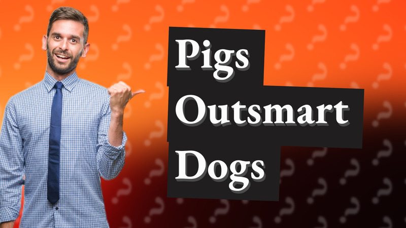 Pigs Outsmart Dogs