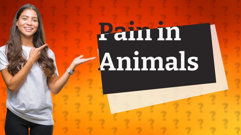 Pain in Animals