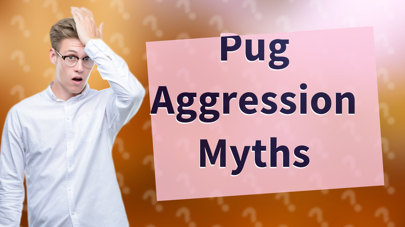 Pug Aggression Myths