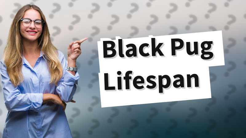 Black Pug Lifespan