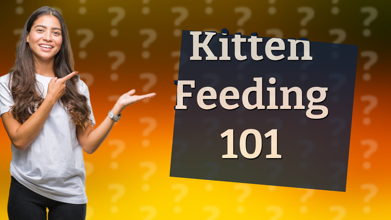 Kitten Feeding 101