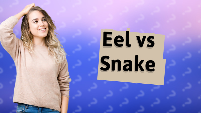 Eel vs Snake