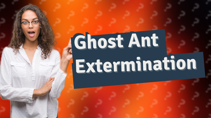 Ghost Ant Extermination