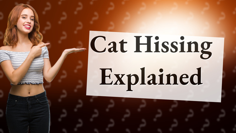 Cat Hissing Explained