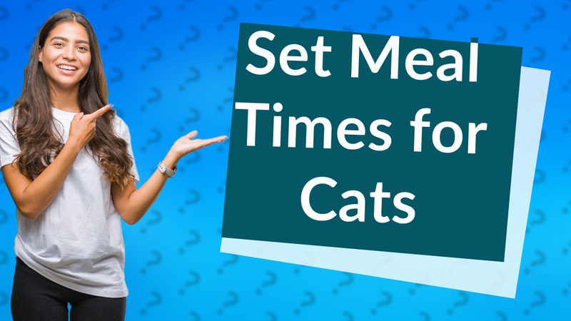 Set Meal Times for Cats