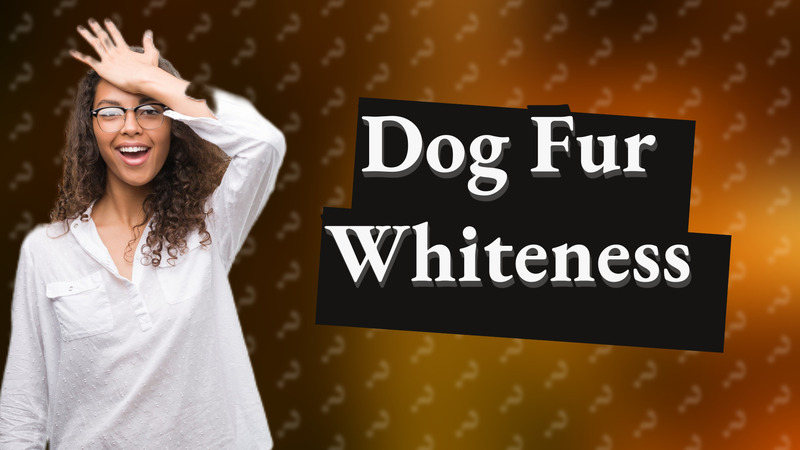 Dog Fur Whiteness