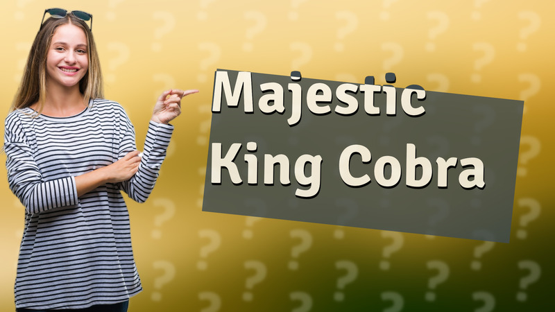 Majestic King Cobra