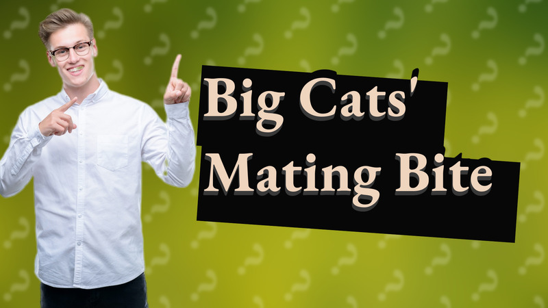 Big Cats' Mating Bite