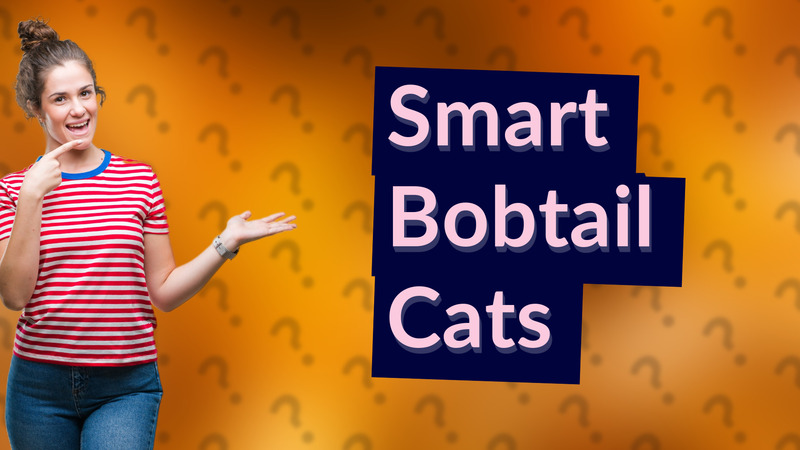 Smart Bobtail Cats