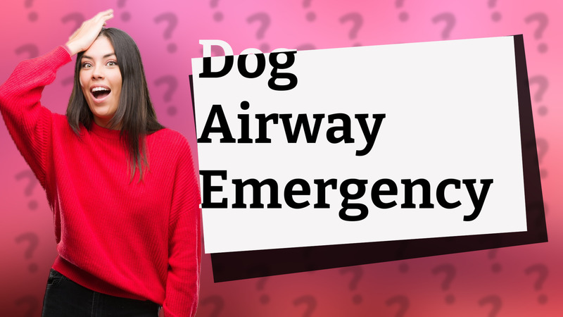 Dog Airway Emergency