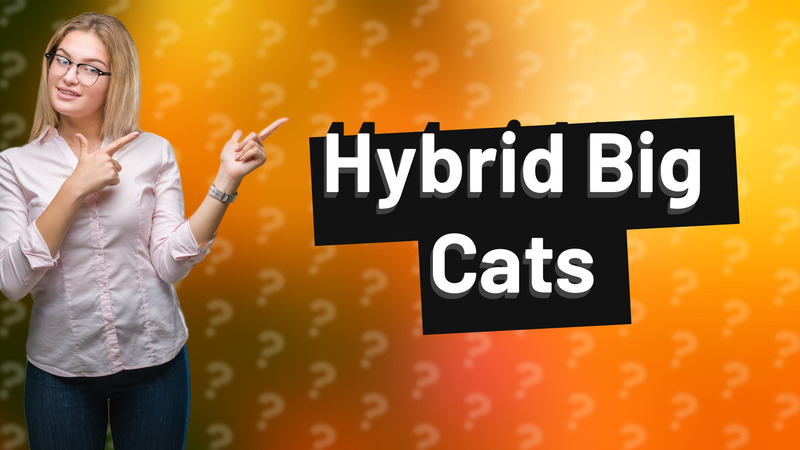 Hybrid Big Cats