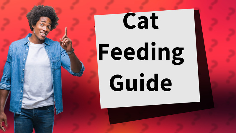 Cat Feeding Guide