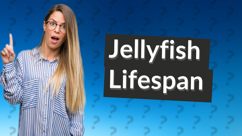Jellyfish Lifespan