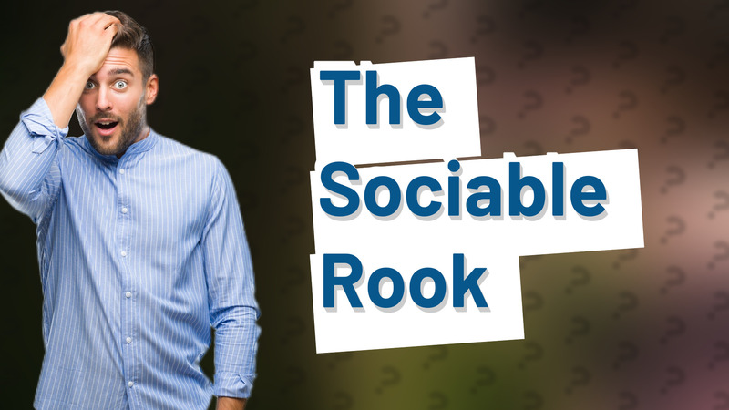The Sociable Rook