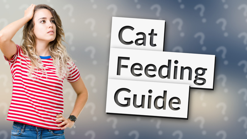 Cat Feeding Guide