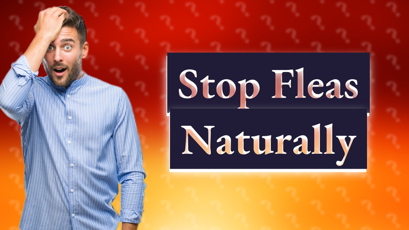 Stop Fleas Naturally