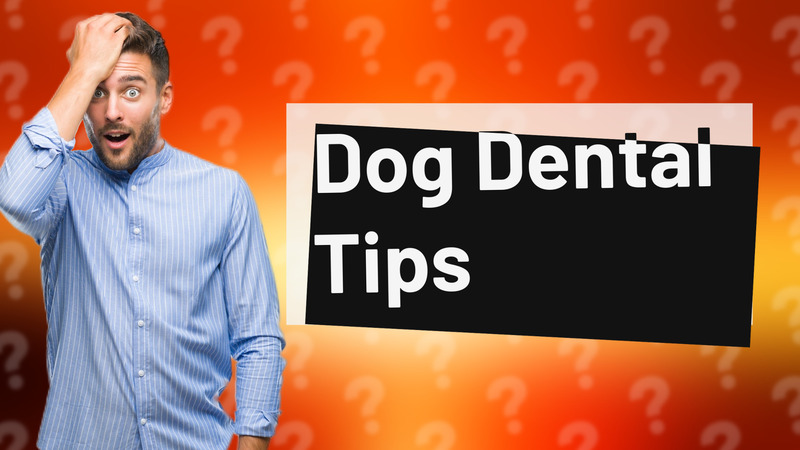 Dog Dental Tips