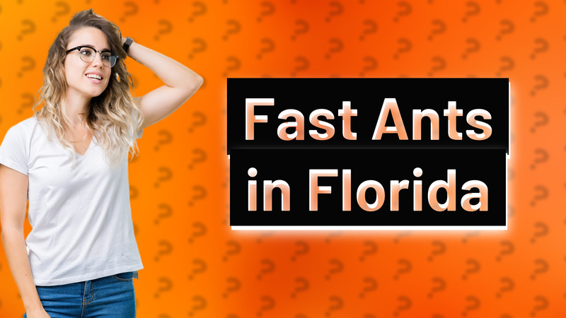 Fast Ants in Florida